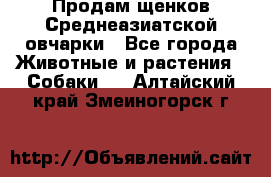 Продам щенков Среднеазиатской овчарки - Все города Животные и растения » Собаки   . Алтайский край,Змеиногорск г.